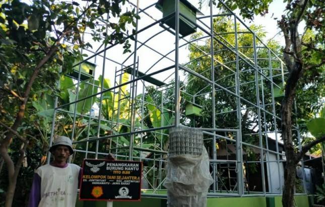 Kementan Dukung Konservasi Burung Hantu untuk Basmi Tikus