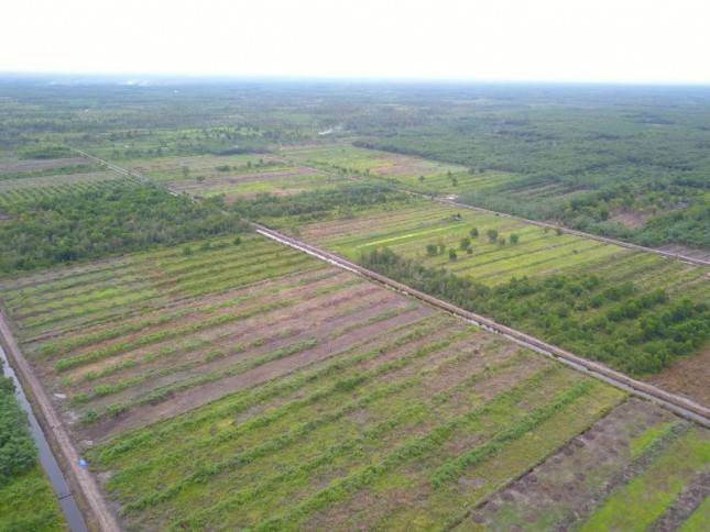 Rugi...rugi, Food Estate Merugi! Begini Sikap Legislator PKS