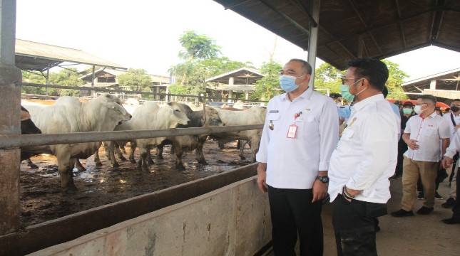 Jelang HBKN, Mentan Pantau Ketersediaan Sapi Potong dan Daging Beku