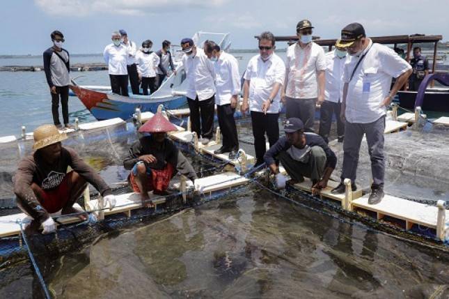 Pak Haji Ini  Bikin Menteri Trenggono Takjub, Usaha Lobster Bisa Meraup Untung Rp250 Juta Setiap Panen
