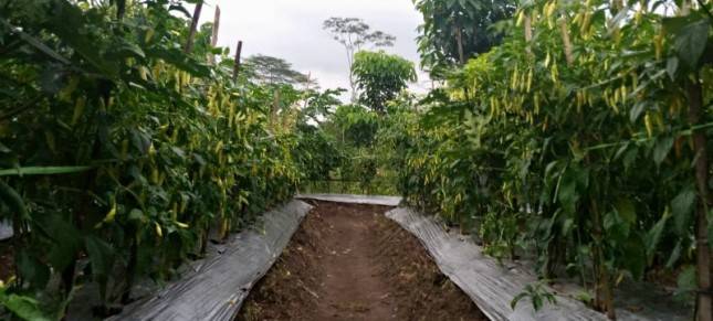Petani Cabai Daerah Sentra Sepakat Turut Amankan Pasokan Cabai Jelang HBKN