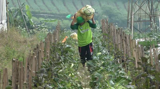 Pupuk Cair ExtraGen Bantu Petani Hortikultura Cianjur Tetap Exis di Tengah Pandemi