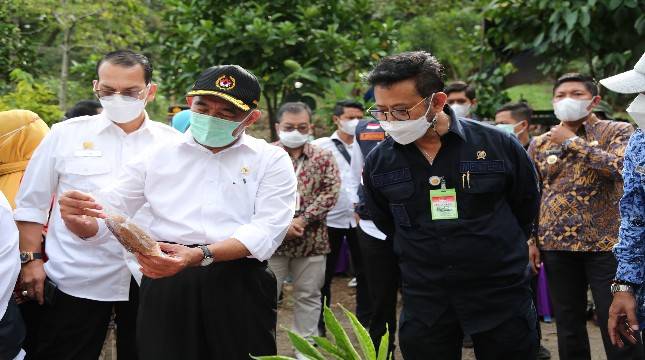 Porang, Dulu Tak Dilirik Sekarang Banyak Dicari Orang