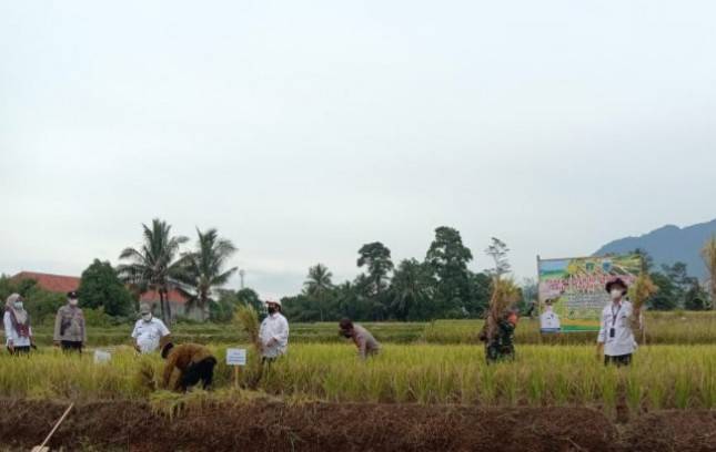 Tekan Impor, Produksi Pangan Dalam Negeri Penuhi Kebutuhan Nasional