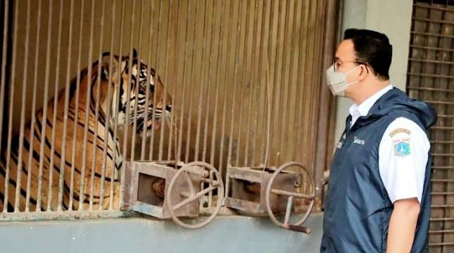 Gubernur Anies Jenguk Dua Warga DKI (Harimau Sumatera) yang Terpapar Covid-19