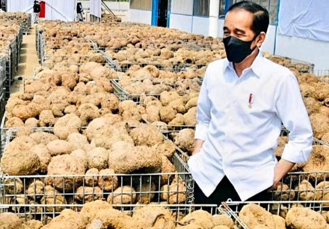 Kabar Gembira! Jokowi Ungkap Porang Bakal Jadi 'Harta Karun' Andalan Ekspor Baru Indonesia yang Bernilai Fantastis