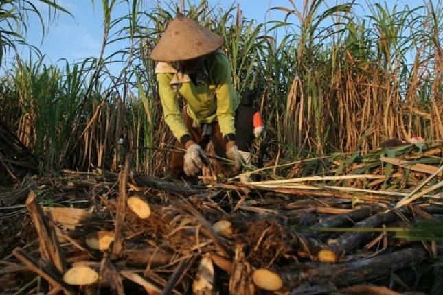 Mengerikan, Petani Tebu 'Dibantai' Sekolompok Orang Tak Dikenal! PT PG Rajawali II Angkat Bicara...