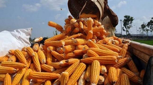 Grobogan Siap Penuhi Kuota Jagung Pengadaan Pemerintah Sebanyak 30 Ribu Ton