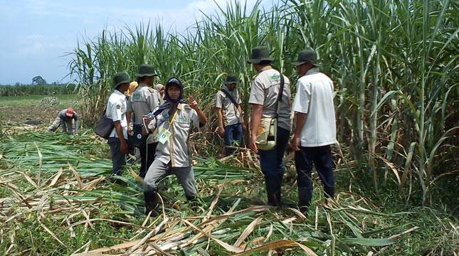 Pemerintah Diminta Segera Sinergi Soal Gula Tani