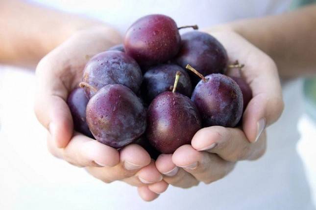 Ini Alasan Mengapa Buah Plum Sangat Membantu dalam Menurunkan Berat Badan