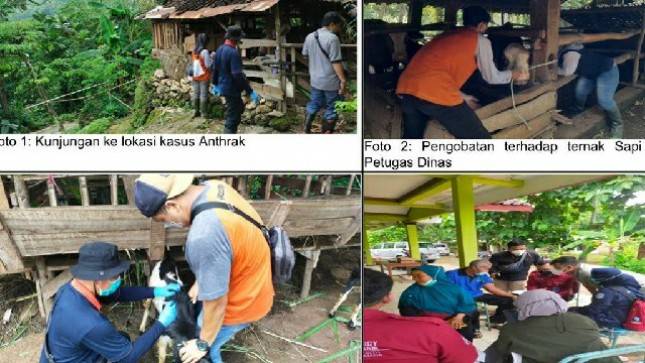 Kementan Turunkan Tim Bantu Penanganan Kasus Anthrax di Gunung Kidul