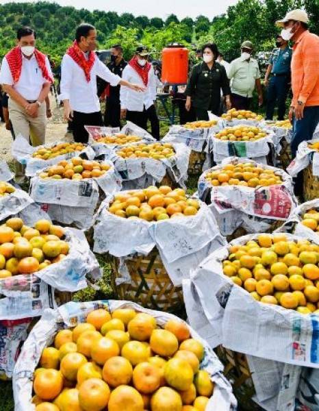 Tinjau Kampung Jeruk Kabupaten Karo, Presiden Jokowi Disambut Lagu Indonesia Raya di Sepanjang Jalan