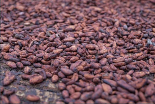 Program BEDAKAN, Cara Menparekraf Tingkatkan Nilai Tambah Komoditas Cokelat Ekasari Jembrana Bali