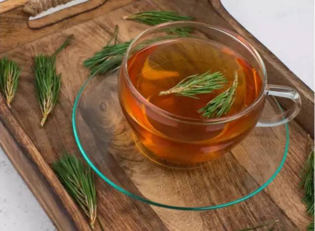 Manfaat Minum Teh Pinus, Bisa Meningkatkan Penglihatan dan Pertumbuhan Rambut