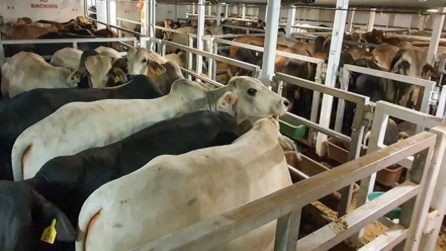 Wabah PMK di Jatim, Berikut Upaya Pencegahan Dini yang Dilakukan Holding Pangan ID FOOD 