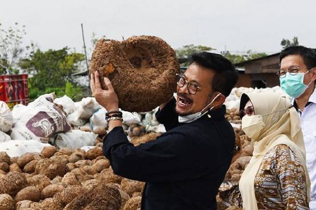 Kementan Dukung Investor Bangun Pabrik Olahan Porang Skala Besar di Lombok Barat