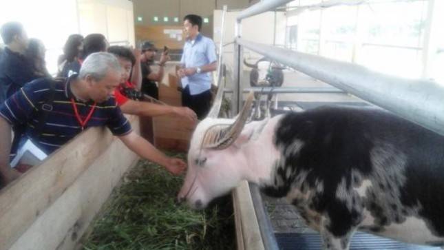 Kerbau Belang Asal Toraja, Siap Dikembangbiakkan di Kawasan Inagro