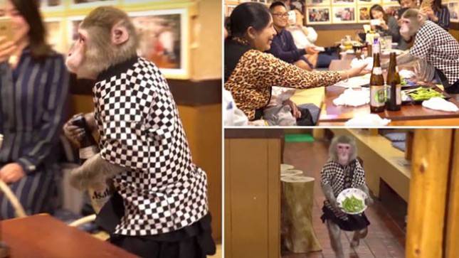 Gemas! Restoran di Jepang Ini dilayani Oleh Seekor Monyet