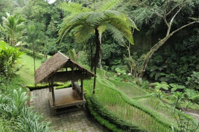 Menilik Desa Wisata Taro, Surga Tersembunyi di Gianyar Pemenang BCA Desa Wisata Award
