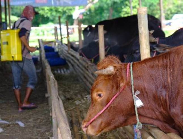 Sambut  Idul Adha, Wilmar Distribusikan Bantuan Hewan Kurban 