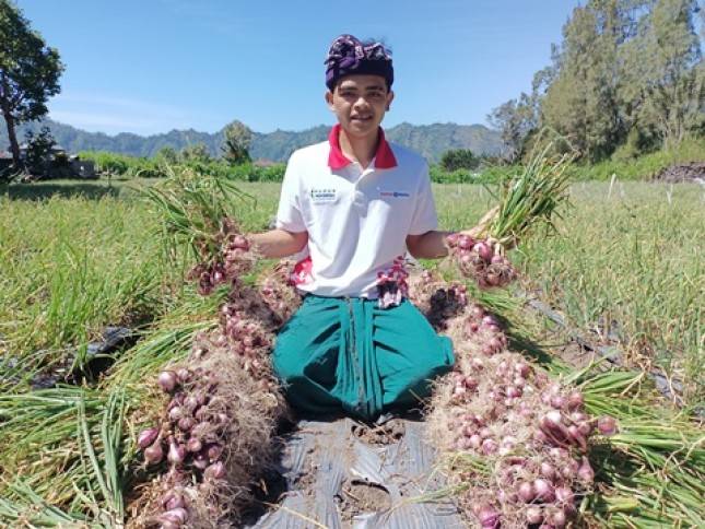 NPK Pelangi JOS PKT Kembali Buktikan Kualitas, Produktivitas Bawang Merah di Kintamani Naik 24 Persen