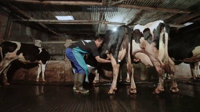 Komitmen Ekstra Greenfields Perkuat Ketahanan Pangan dengan Bangkitkan Peternak Sapi Perah Lokal