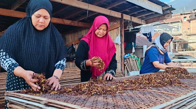 Dear Pak Jokowi! Rencana Kenaikan CHT Bikin Petani Tembakau 'Berdarah-darah'