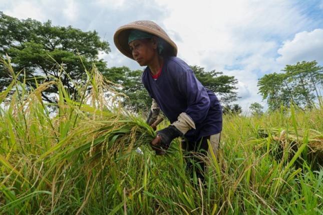 Keren! Ini Beras Srinuk, Produk Pertanian Lokal yang Dipopulerkan Ganjar
