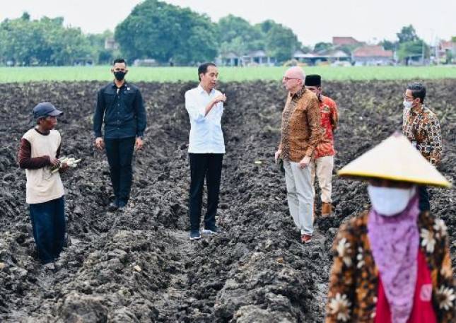 Tinjau Penanaman Tebu di Mojokerto, Presiden Jokowi: Varietas Baru Tunjukkan Hasil Luar Biasa