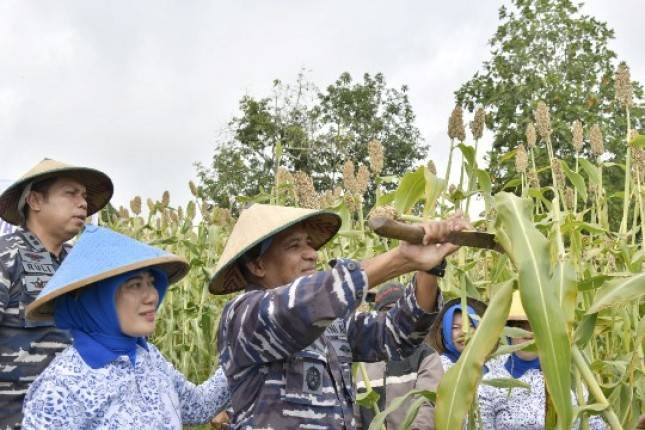 Danlantamal IX Pelopori Panen Raya Sorgum Pertama Kalinya di Maluku