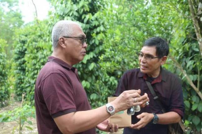 Produktivitas Meningkat, Petani Lada Belitung Semakin Melesat