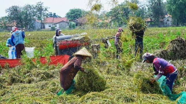 Panen Padi di Kabupaten Bekasi Melimpah, ini  Pesan dan Harapan Petani