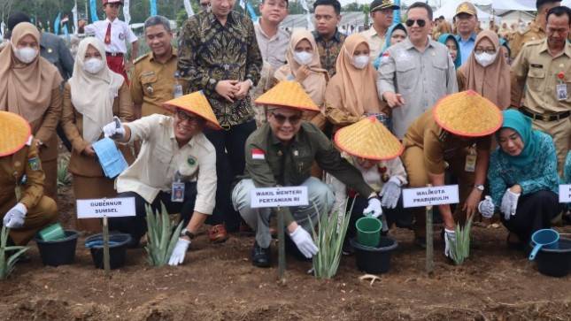 Genjot Ekspor Nasional, Wamentan Resmikan Kawasan Budidaya Nanas Prabumulih
