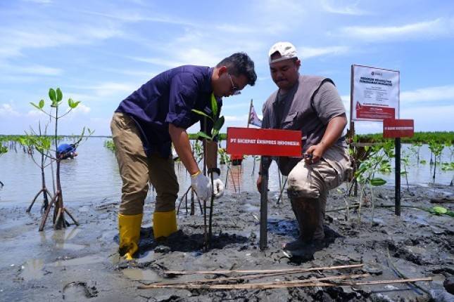 Konversi Sampah Jadi Pohon, SiCepat Ekspres Gandeng Duitin Tanam 1.000 Bibit  Mangrove di Brebes