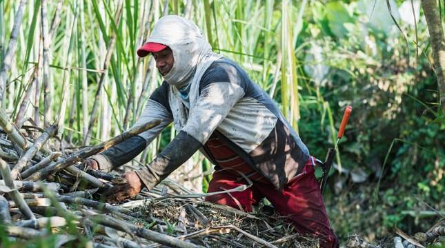 Buka Akses Pasar ke BUMN, LPDB-KUMKM Bikin Petani Tebu Makin Sejahtera