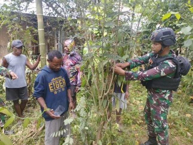 Satgas Yonif 143/TWEJ Intensifkan Budidaya Vanili Warga Perbatasan RI-PNG