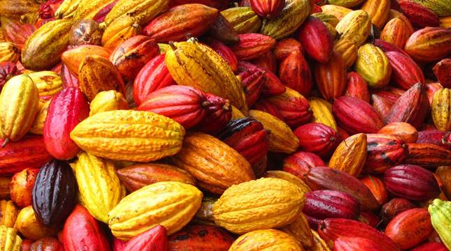Pemerintah Tetapkan 550 Ha Kolaka Sebagai Proyek Pengembangan Kakao