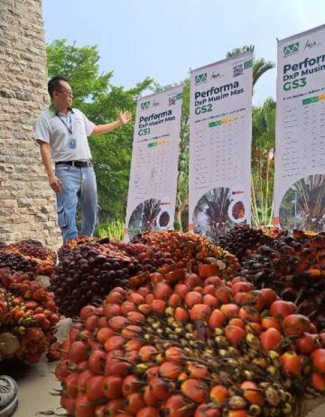 Empat Varietas Baru Kelapa Sawit Musim Mas Siap Digunakan