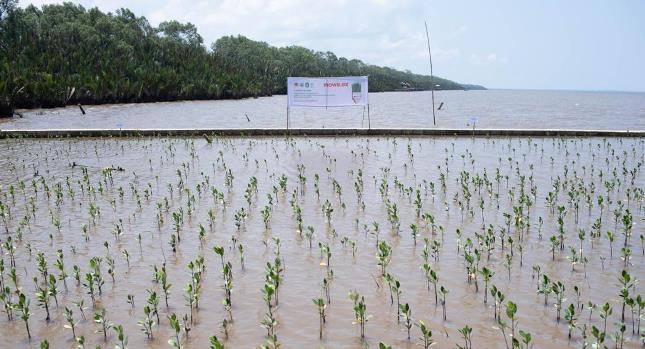 Mowilex Rampungkan Penanaman 50.000 Pohon Di Kalimantan Barat Dan Dukung Pahlawan Lingkungan Setempat