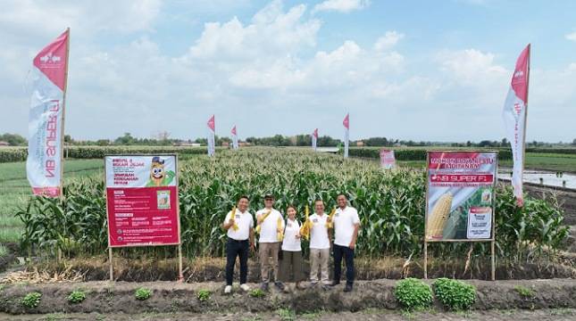 PT East West Seed Indonesia Luncurkan Benih Jagung Manis Berkualitas NB SUPER F1 Cap Panah Merah