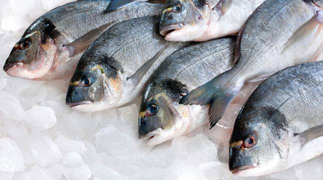 Tingkatkan Kesejahteraan Nelayan, Sultra Bangun Pabrik Pembekuan Ikan