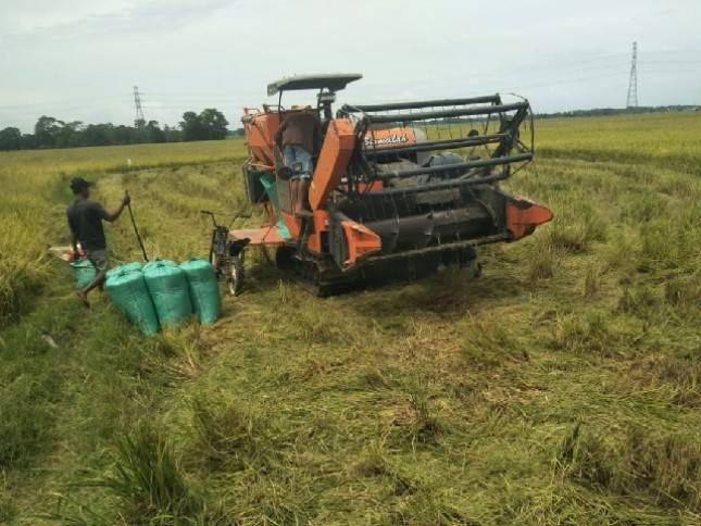 Gelar Panen Raya, Kabupaten Maros Siap Banjiri Beras Pasar Nasional