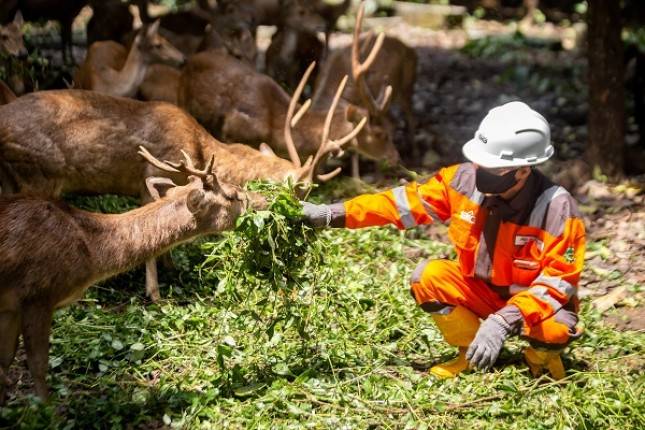Lindungi Keanekaragaman Hayati dan Dorong Dekarbonisasi, SBI Alokasikan Separuh Area Pabrik Cilacap sebagai Hutan Kota