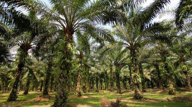 Banyaknya Kebun Sawit Rakyat Terlambat Replanting Akibat Pembiayaan Tertunda 