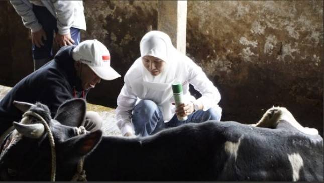 Sukses Peternak Sapi Perah Rakyat Dorong Ekonomi Jawa Timur, Begini Kata Nestl&eacute;