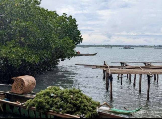 BANYU Raih Pendanaan Awal USD1,25 Juta, Dorong Transformasi Industri Rumput Laut