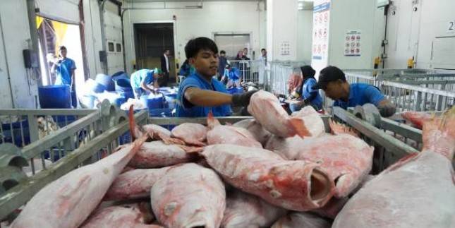 Perkuat Hilirisasi Makan Bergizi Gratis, Ini yang Dilakukan KKP untuk Mengetahui Ketersediaan dan Sebaran Ikan di Indonesia.