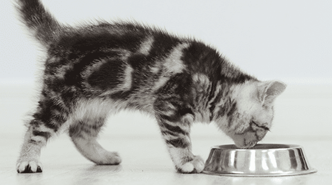 5 Tips Kombinasi Makanan yang Tepat untuk Kucing: Seimbang, Nikmat, dan Menyehatkan!