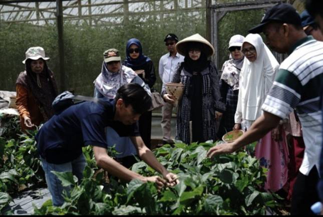 LPIW Dompet Dhuafa Berhasil Panen 1,2 Ton Buncis di Pesantren Tahfidz Green Lido