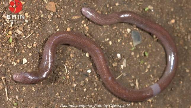 Heboh, Penemuan Spesies Baru Kadal Buta dari Pulau Buton